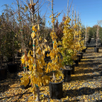 Saratoga Ginkgo