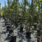 Saratoga Sweet Bay Laurel
