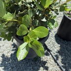 Saratoga Sweet Bay Laurel