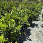 Saratoga Sweet Bay Laurel