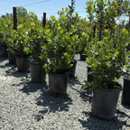 Saratoga Sweet Bay Laurel