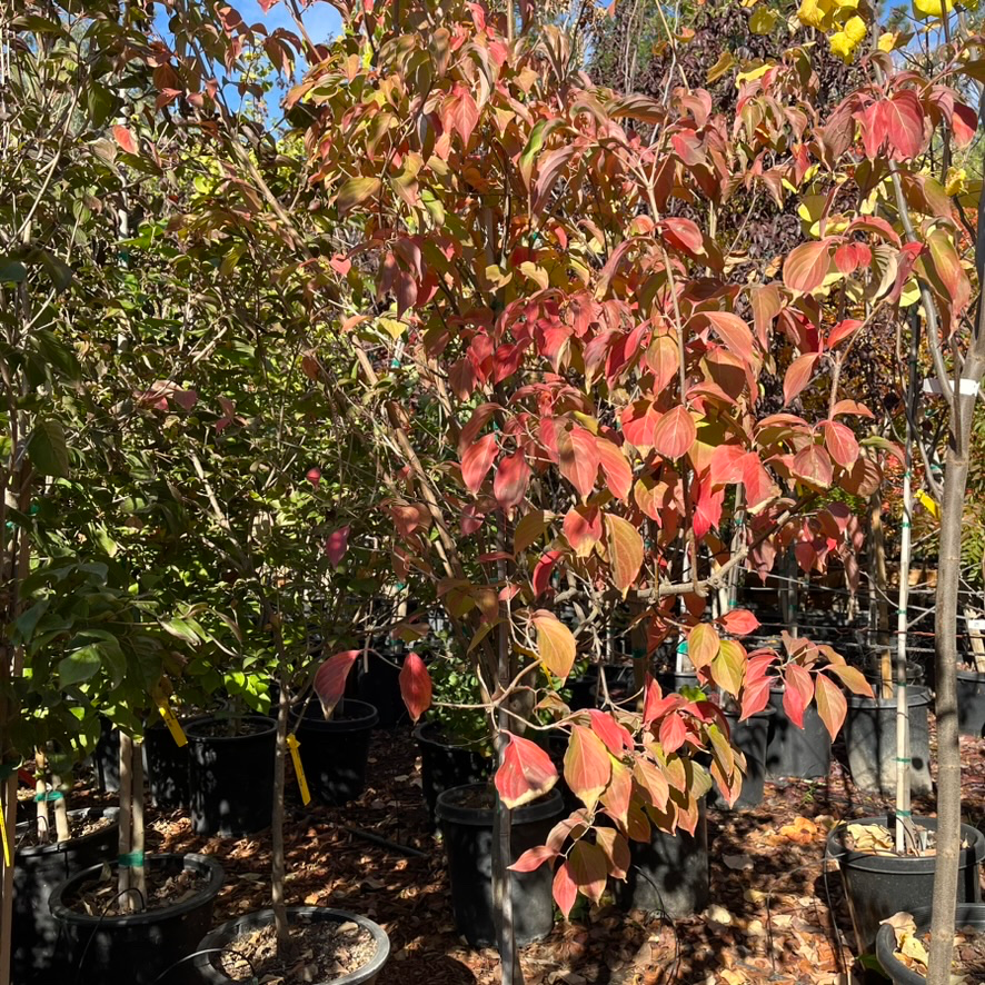 Satomi Kousa Dogwood