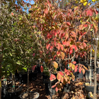 Satomi Kousa Dogwood