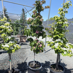 Satomi Kousa Dogwood