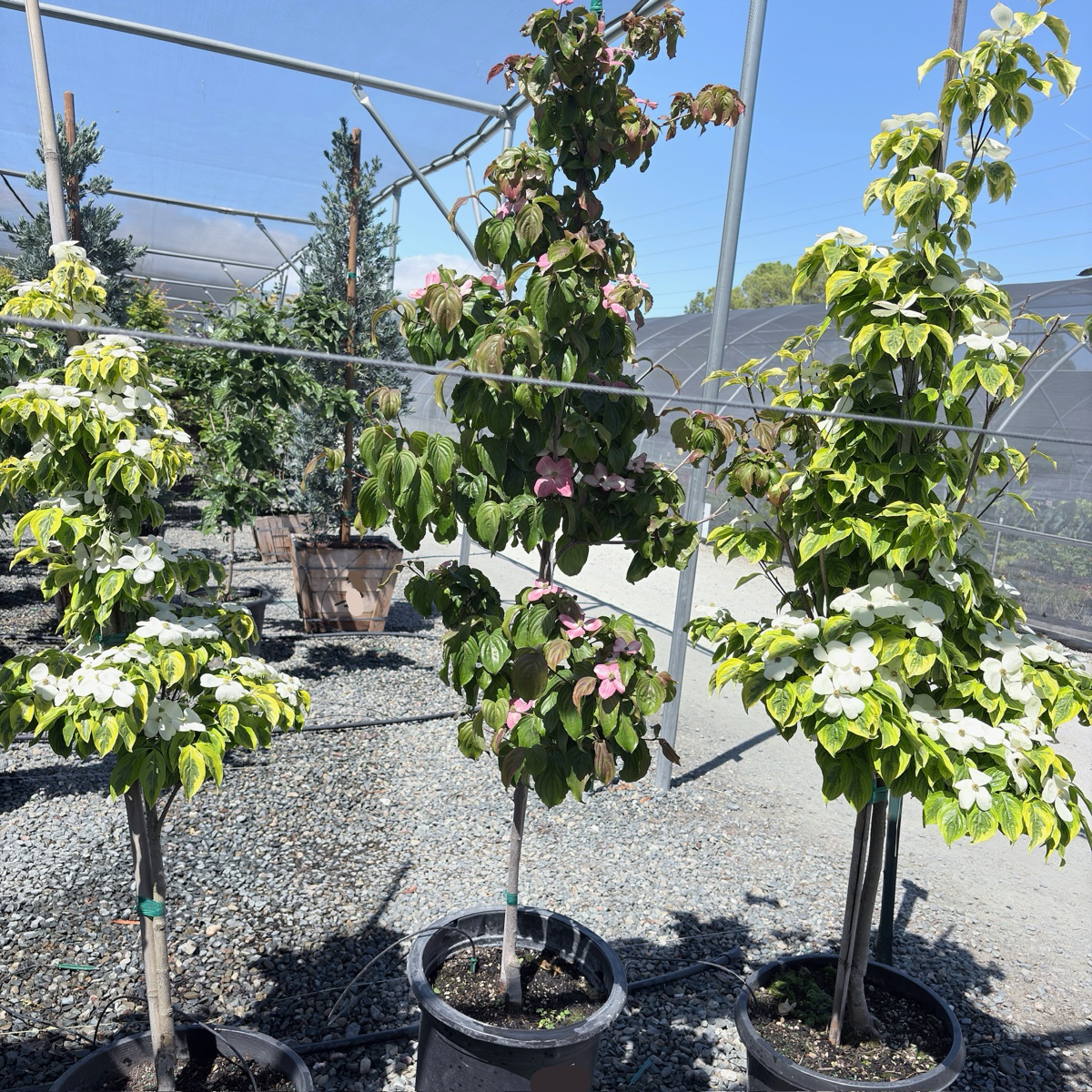 Satomi Kousa Dogwood