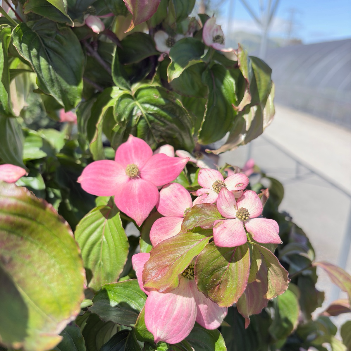 Satomi Kousa Dogwood