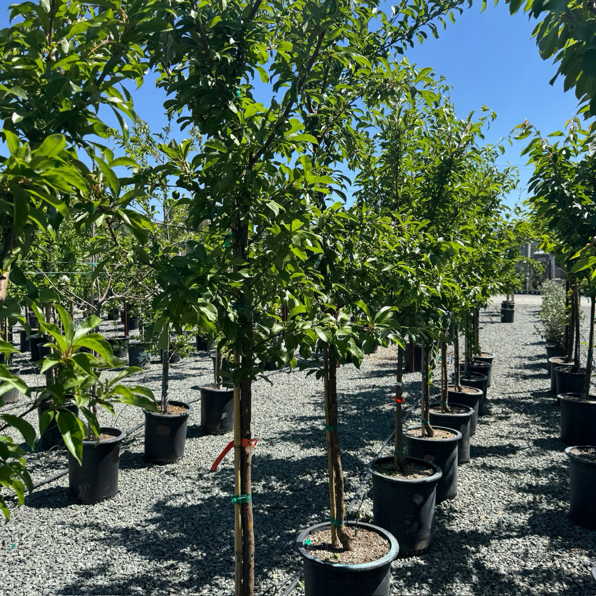 Satsuma Japanese Plum