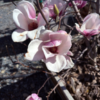 Close-up of pink Saucer Magnolia flowers with a blurred background