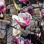 Close-up of pink Saucer Magnolia flowers with a blurred background