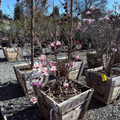 Potted Saucer Magnolia plants with pink flowers in a nursery setting