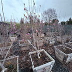 Saucer Magnolia trees with pink buds in wooden crates outdoors