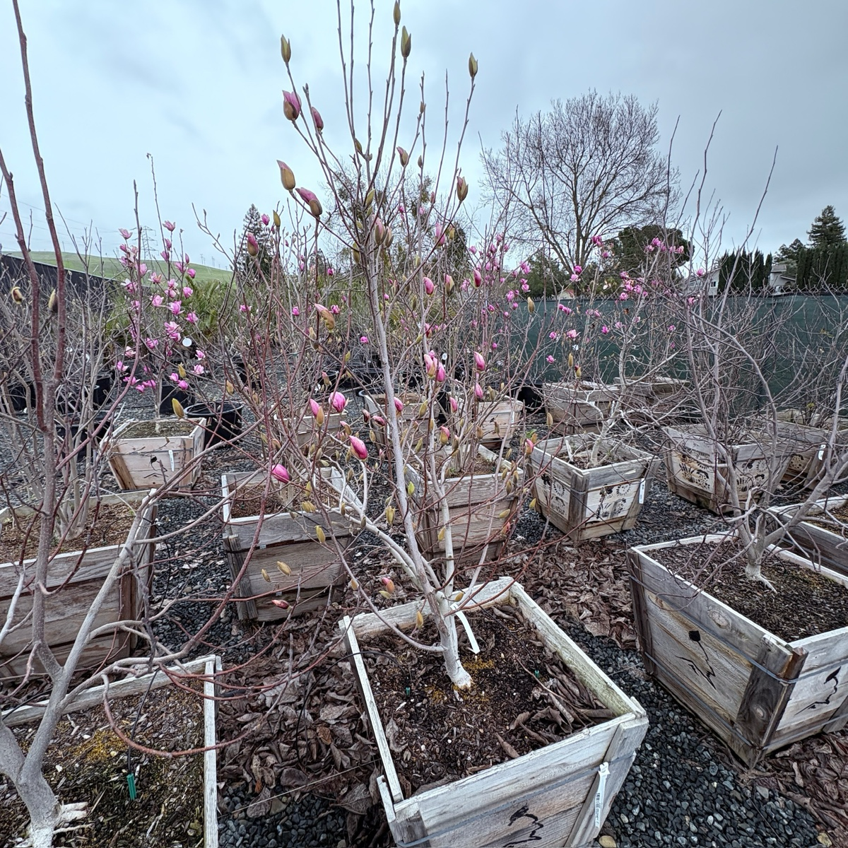 Saucer Magnolia trees with pink buds in wooden crates outdoors