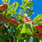 Sauzee King Nectarine