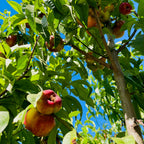 Sauzee King Nectarine