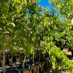Sauzee King Nectarine