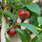 Sauzee King Nectarine