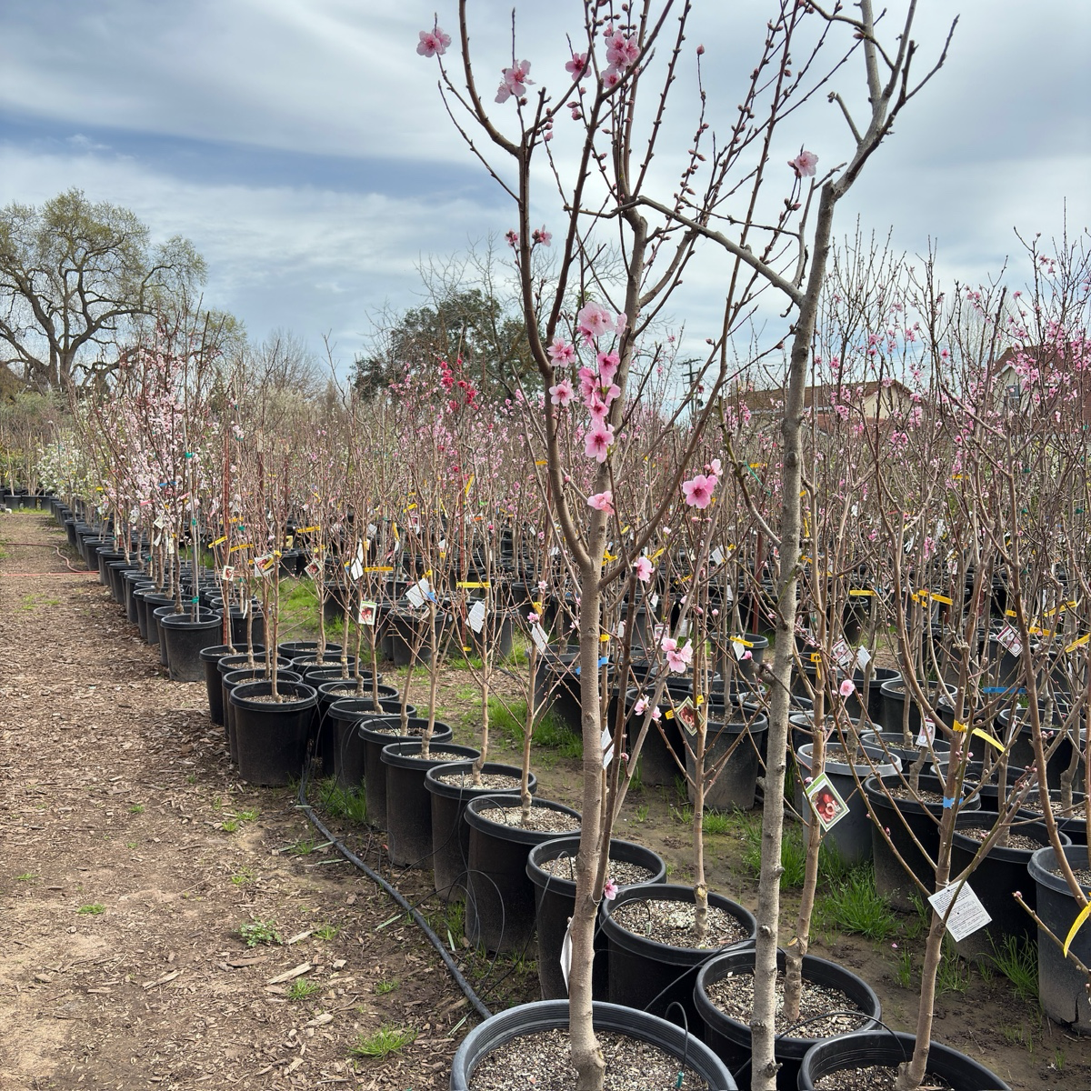 Sauzee King Nectarine