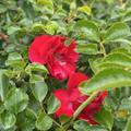 Close-up of Scarlet Carpet Rosa flowers surrounded by green leaves