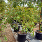 Scarlet Oak