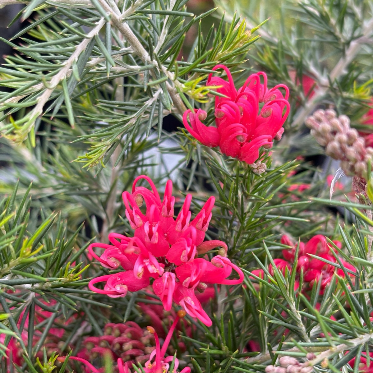 Scarlet Sprite Rosemary Grevillea