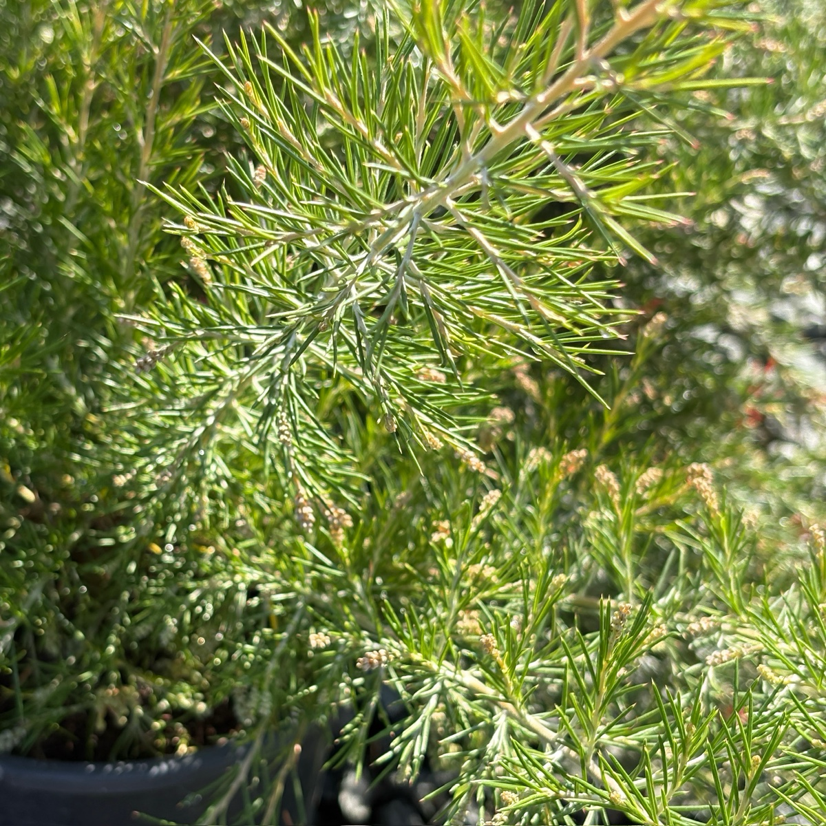 Scarlet Sprite Rosemary Grevillea