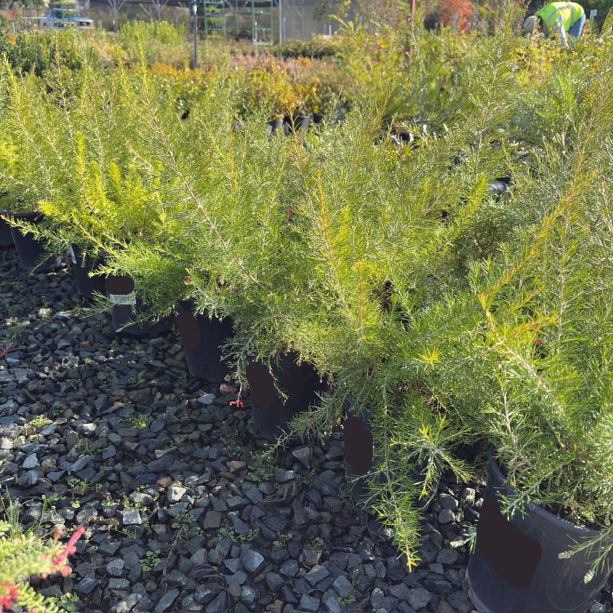 Scarlet Sprite Rosemary Grevillea