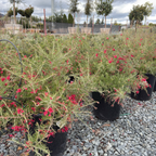 Scarlet Sprite Rosemary Grevillea