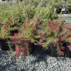 Scarlet Sprite Rosemary Grevillea
