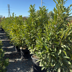 Schipka Cherry Laurel