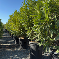 Schipka Cherry Laurel