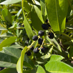 Schipka Cherry Laurel