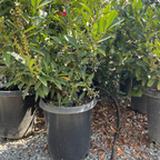 Schipka Cherry Laurel