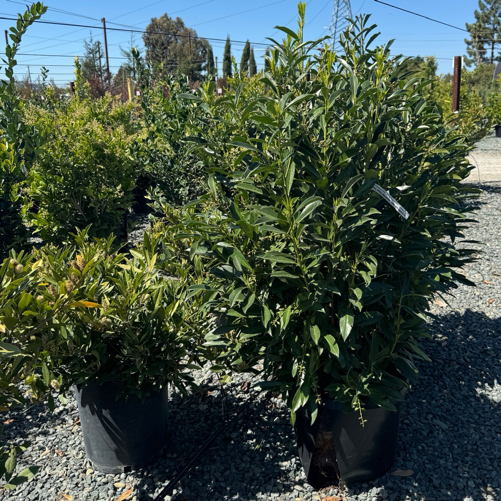 Schipka English Laurel