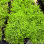 Scotch Moss Green Scotch Moss in a flat tray in the victory nursery