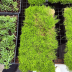 Scotch Moss Row of green Scotch Moss in black trays on a grid
