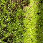 Scotch Moss Close-up of Scotch Moss with small white flowers on a blurred natural background