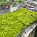 Scotch Moss