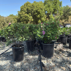Seaside Swirl Pink Shrub Rose