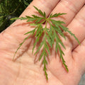Seiryu Lace Japanese Maple leaf held in a hand with a blurred natural background