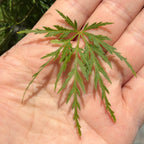 Seiryu Lace Japanese Maple leaf held in a hand with a blurred natural background