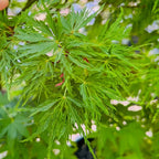Close-up of Seiryu Lace Japanese Maple leaves with a blurred background