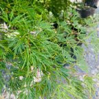 Close-up of Seiryu Lace Japanese Maple leaves with a blurred background