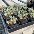 Senecio serpens