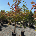 Sensation Box Elder