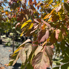 Sensation Box Elder
