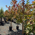 Sensation Box Elder