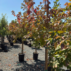 Sensation Box Elder