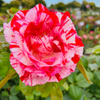 Sentimental Floribunda Rose