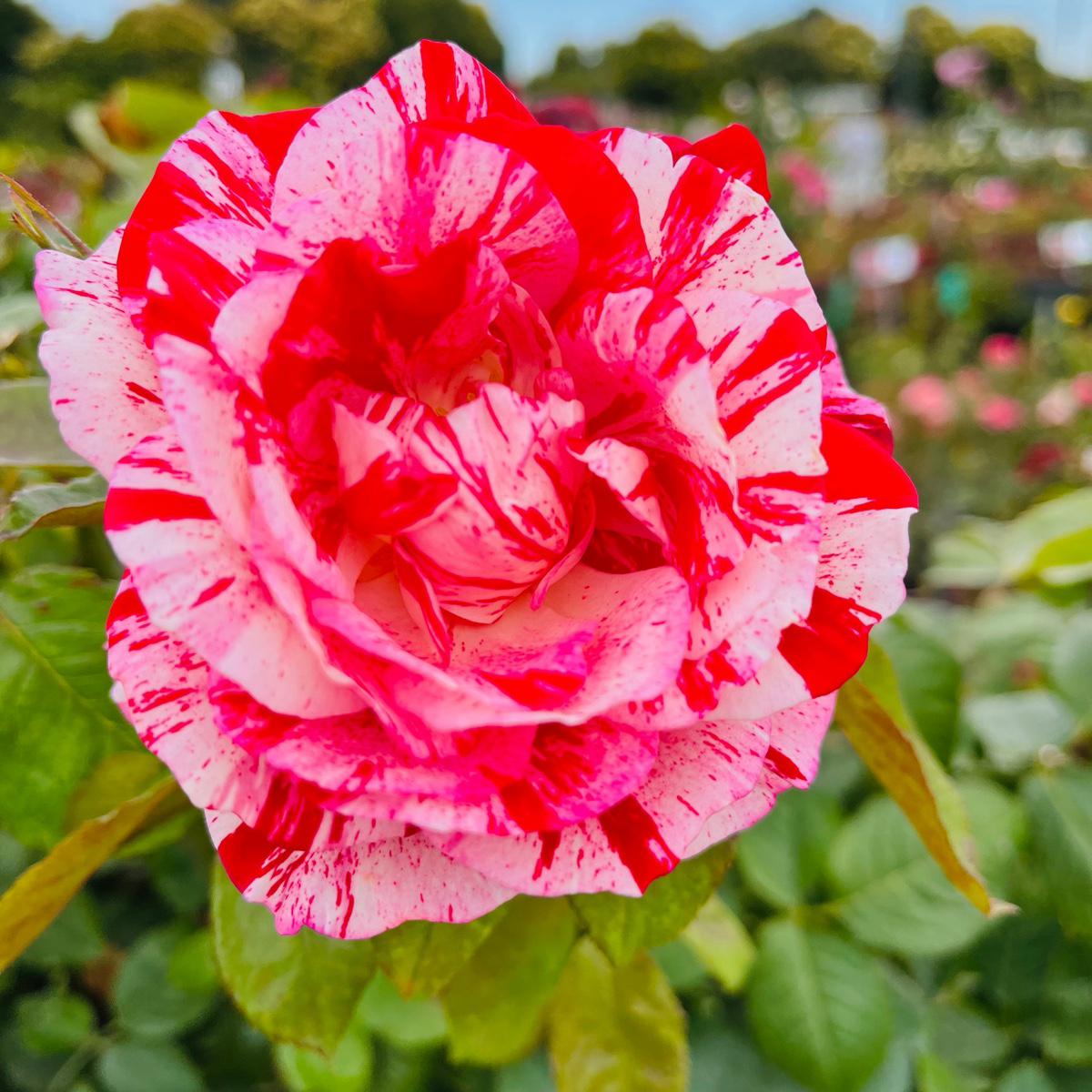 Sentimental Floribunda Rose