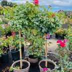 Sentimental Floribunda Rose